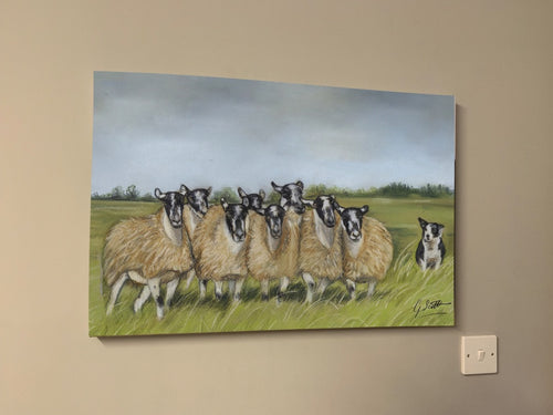 Sheep And Collie Limited Edition Canvas Print