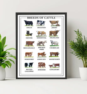 "Breeds Of Cattle" Poster Print - Unframed