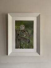 barn owl pastel painting by irish artist grace scott owl gifts