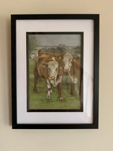 "Herefords"