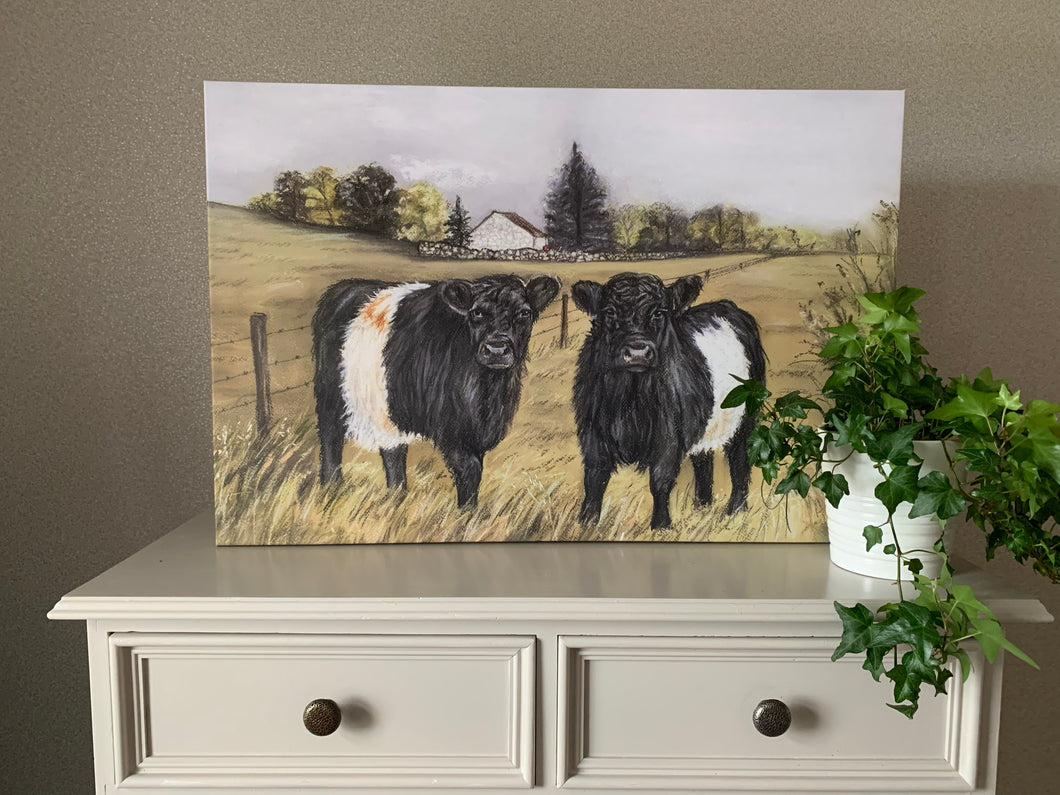 Belted Galloway Oblong Canvas Print