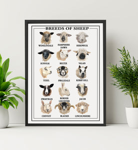 "Breeds Of Sheep" Poster Print - Unframed