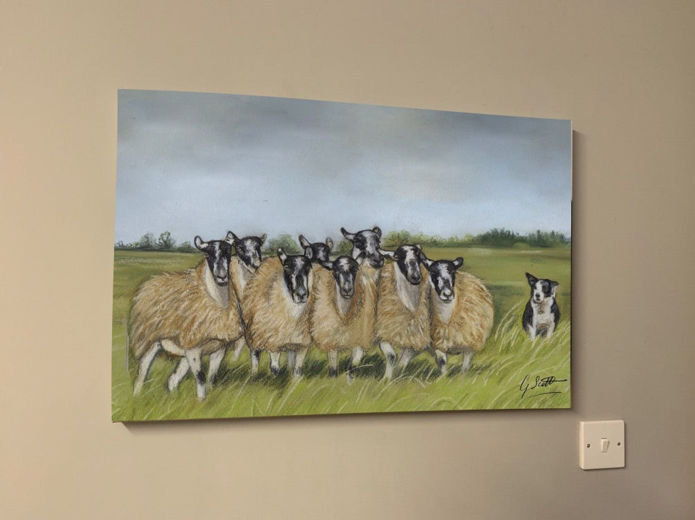Sheep And Collie Limited Edition Canvas Print